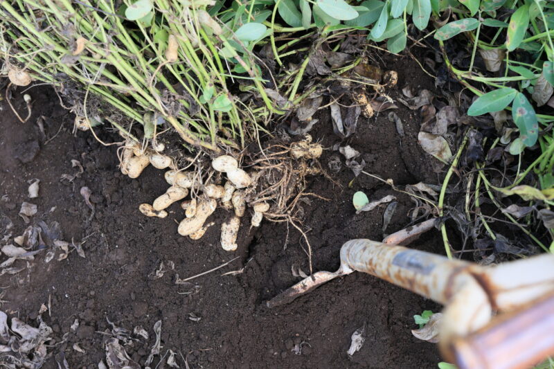 株元から少し離れた場所にスコップを入れる