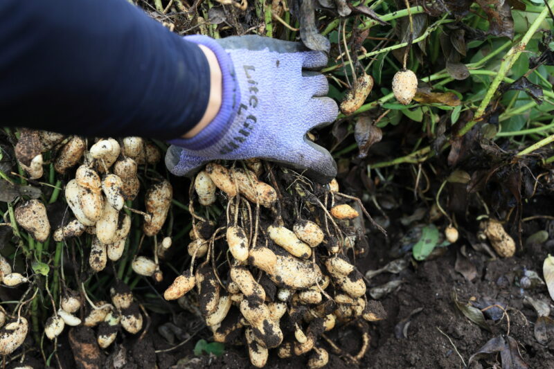 株ごと掘り上げる