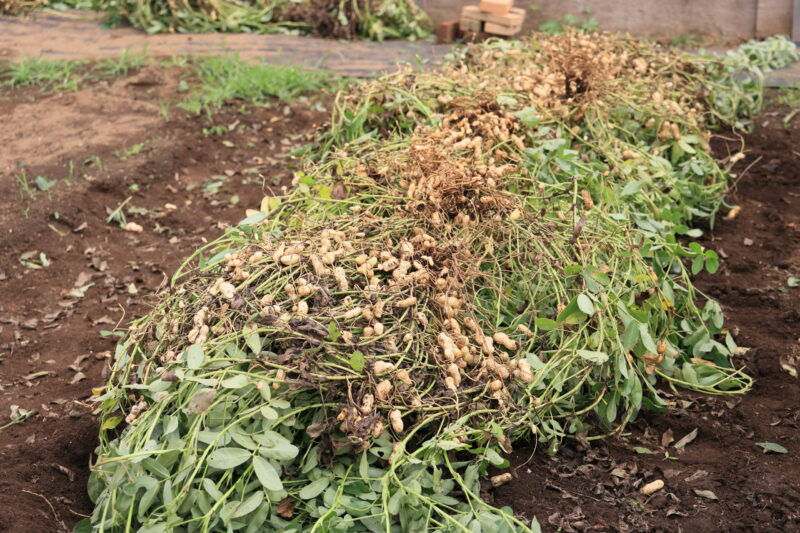 掘り上げた株からサヤを一つ一つ外す