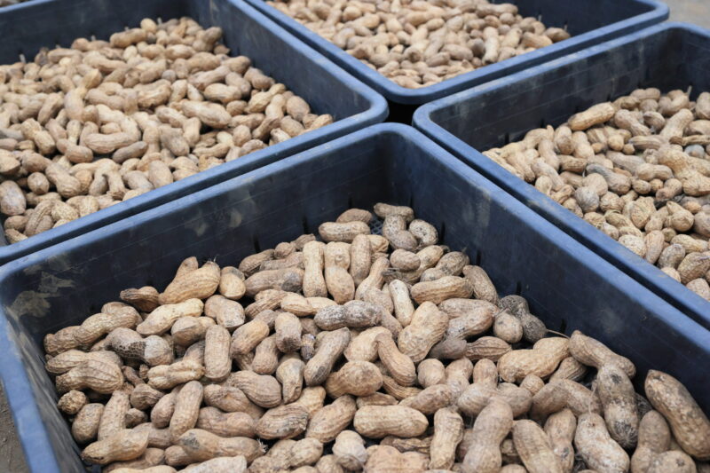 サヤは2~3日天日干しで乾燥させる