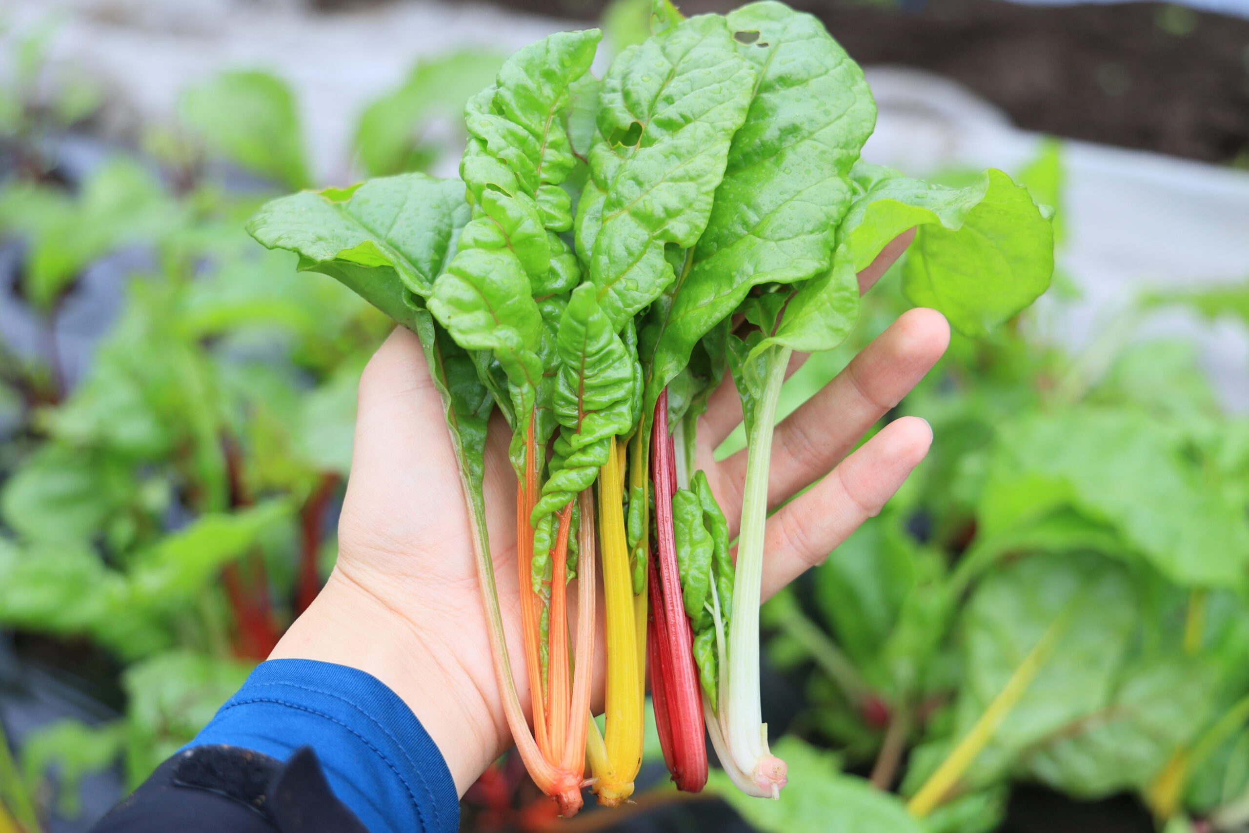 スイスチャード