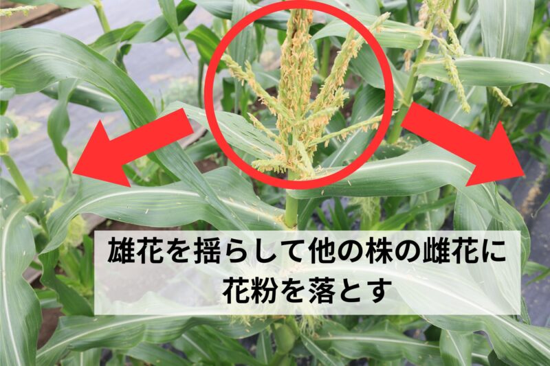 雄花を揺らして他の株の雌花に花粉を落とす