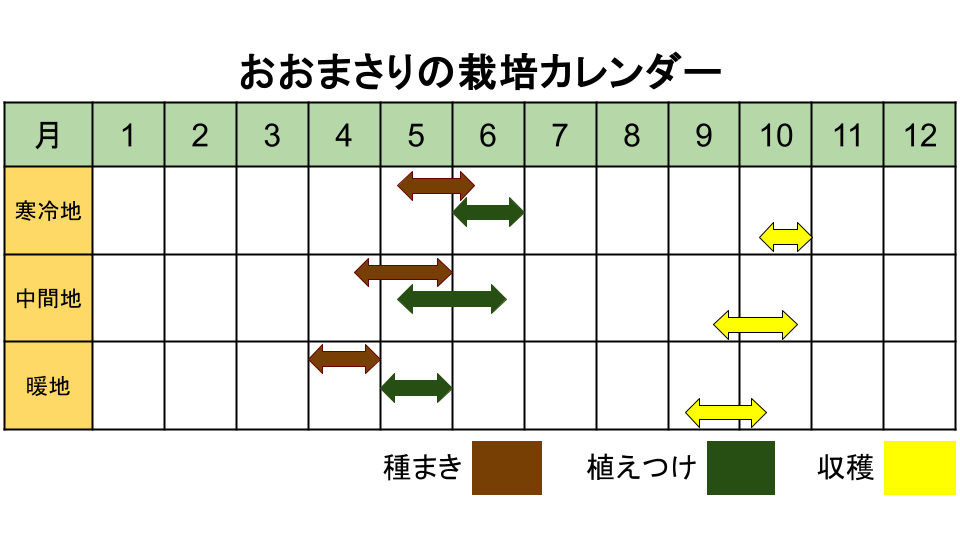 おおまさりの栽培カレンダー