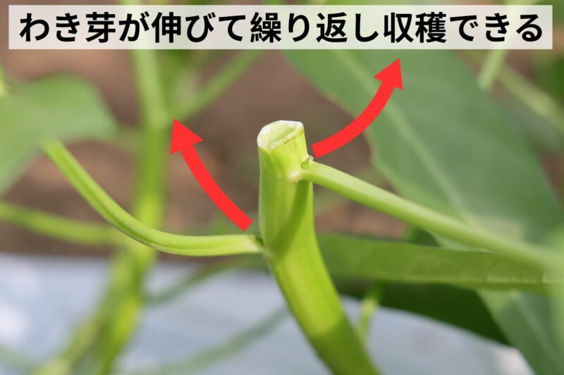 わき芽が伸びて繰り返し収穫できる