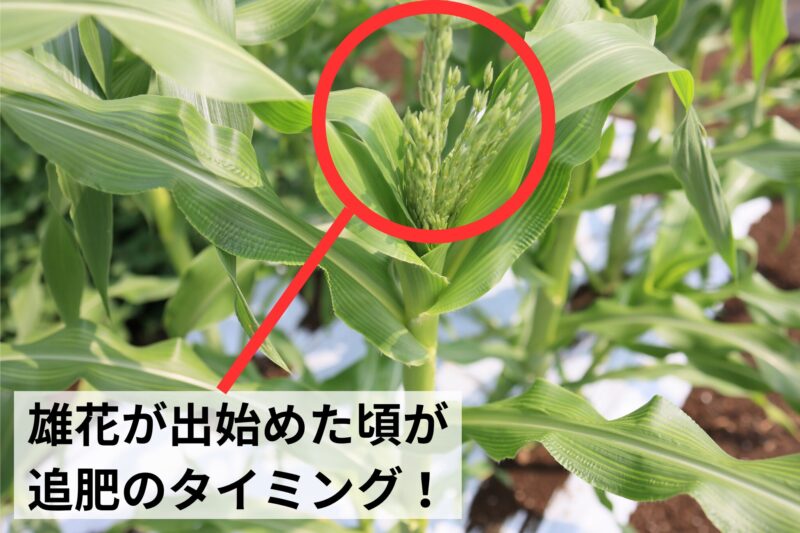 雄花が出始めた頃が追肥のタイミング