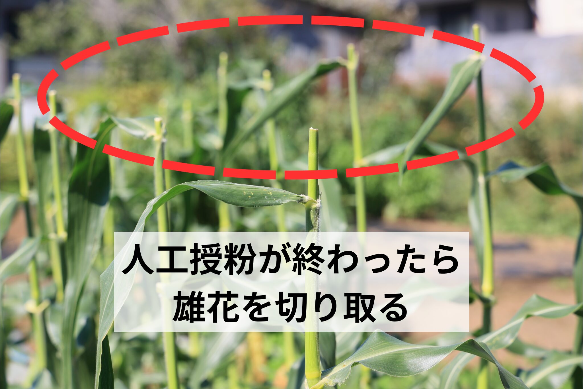 人工授粉が終わったら雄花を切り取る