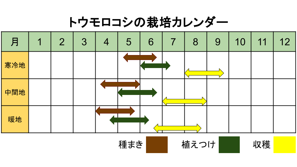 トウモロコシの栽培カレンダー