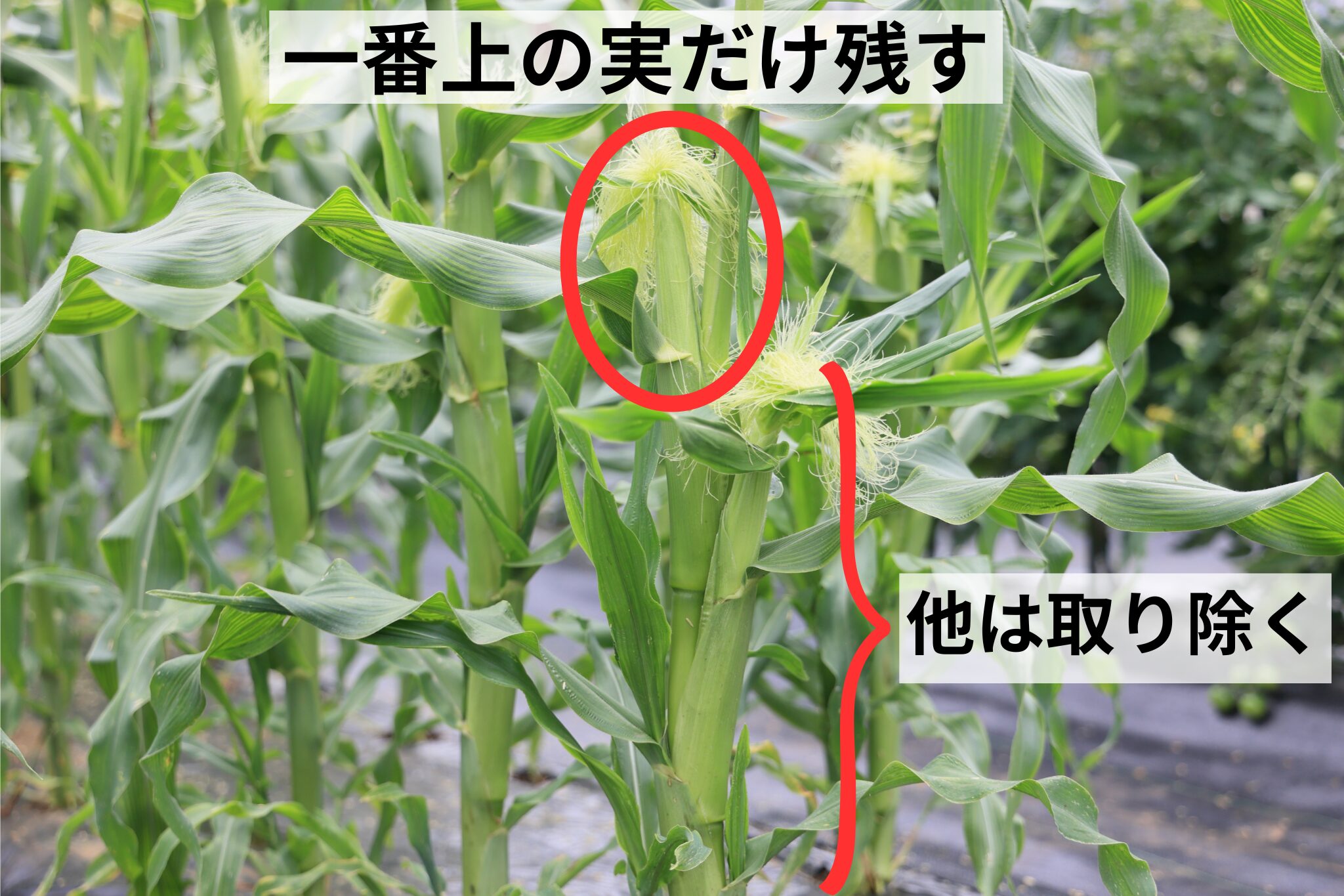トウモロコシの摘果方法