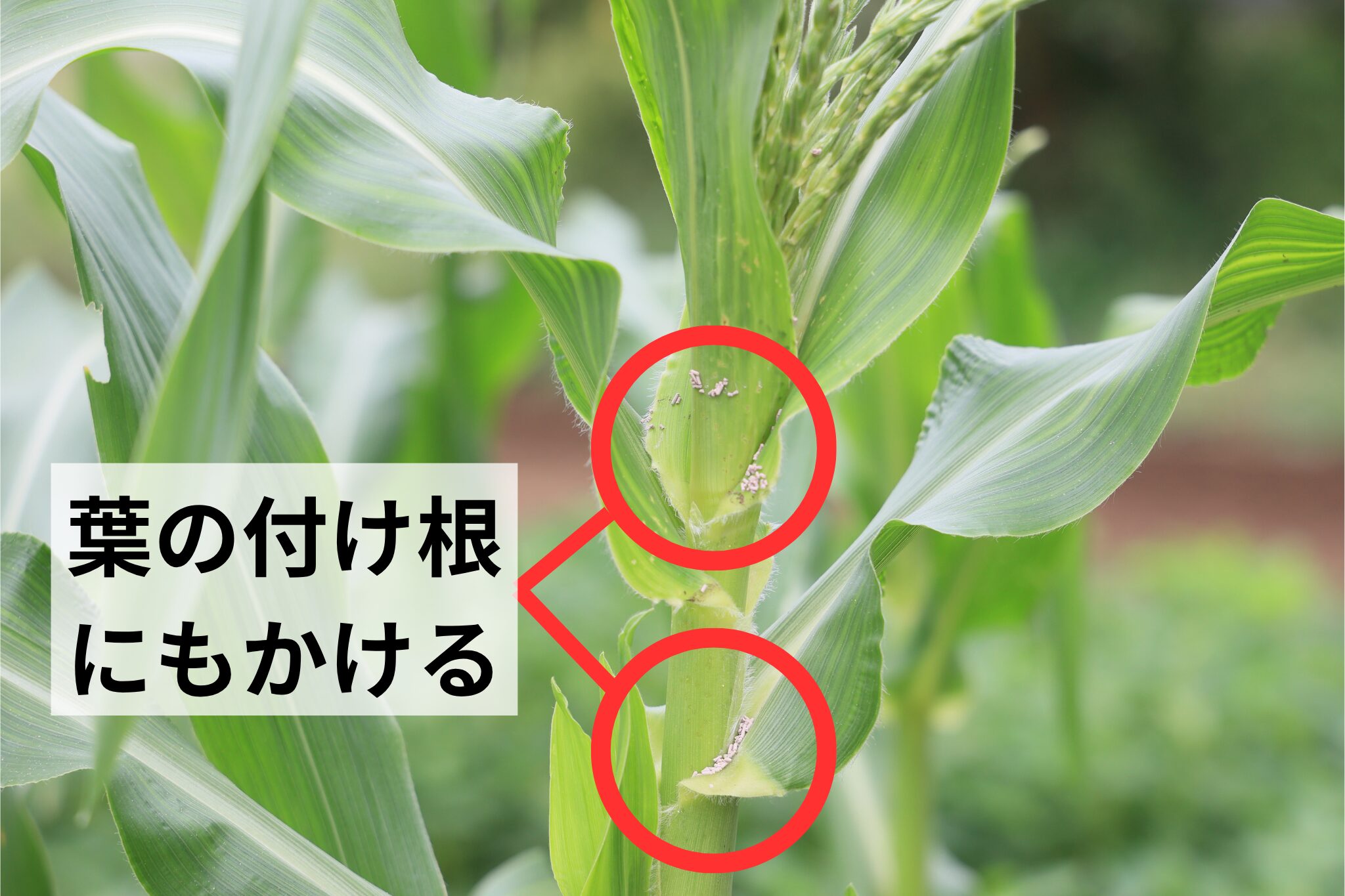 葉の付け根にも粒剤をかける