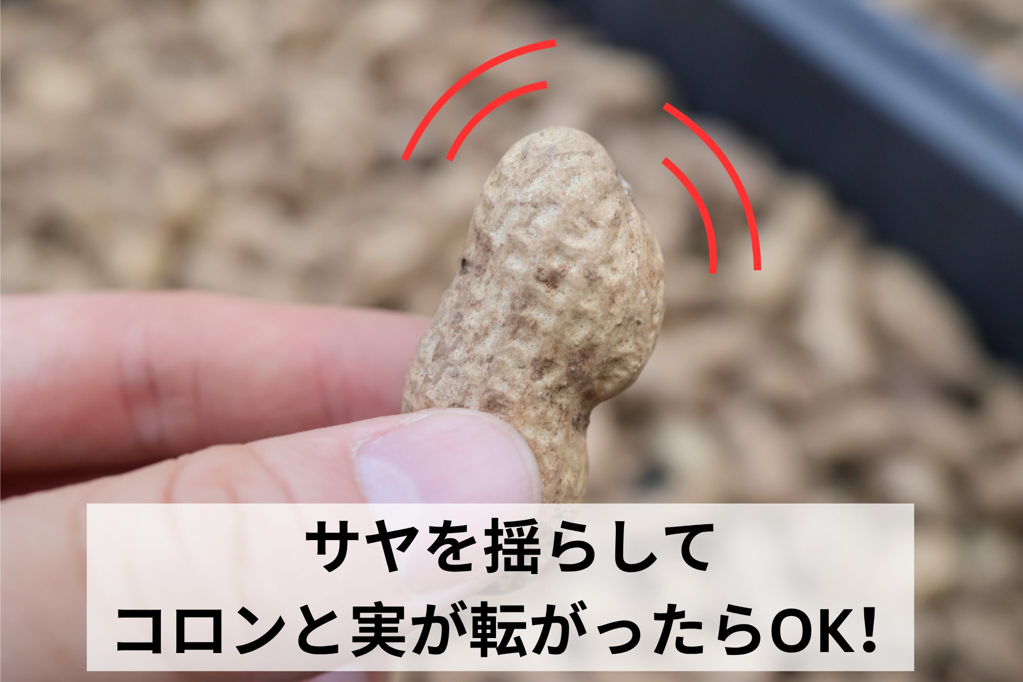 サヤを揺らしてコロンと実が転がったらOK!