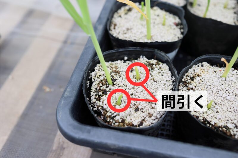 トウモロコシの間引き