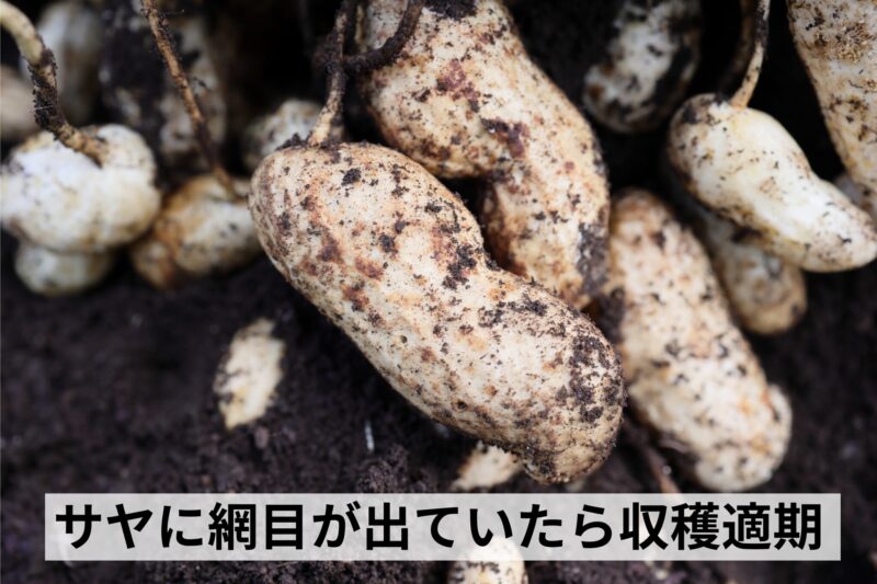 サヤに網目が出ていたら収穫適期