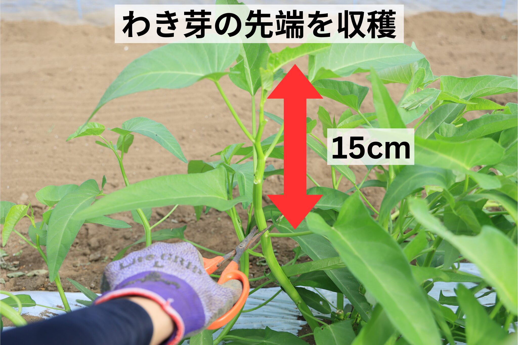 わき芽の先端15cmほどを収穫