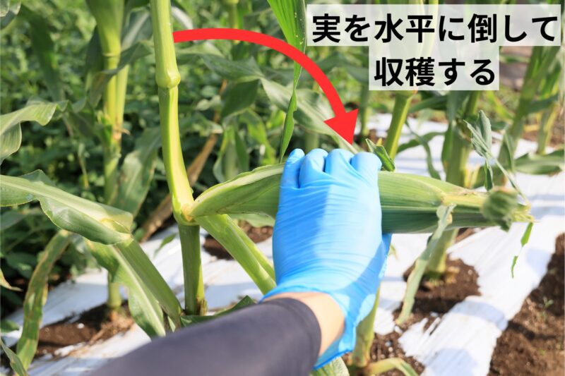 実を水平に倒して収穫する