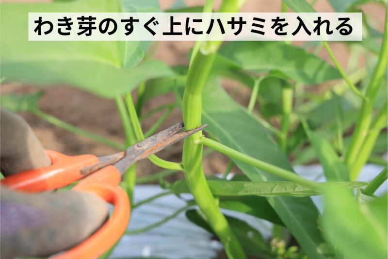 わき芽のすぐ上にハサミを入れる