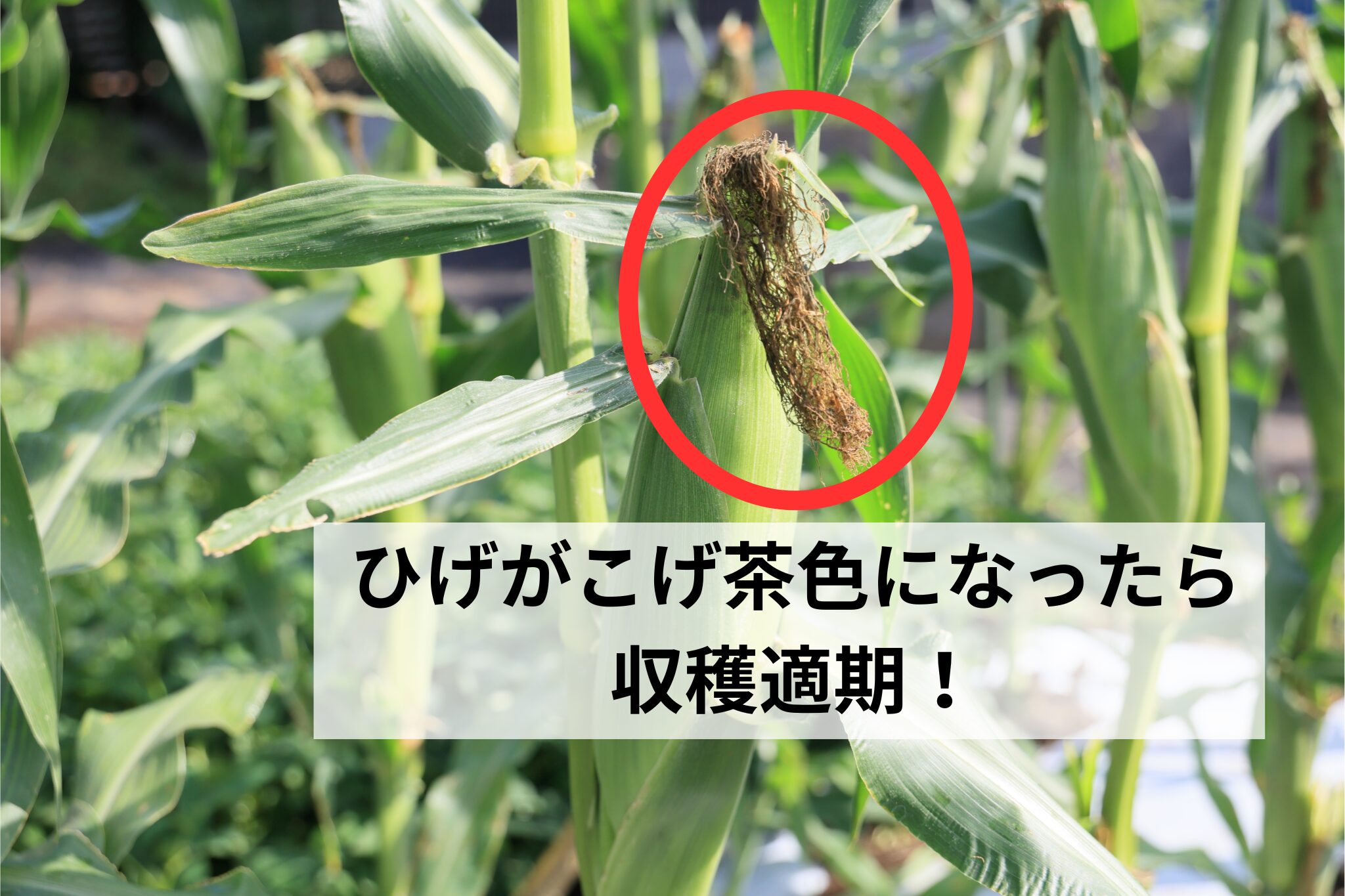 ひげがこげ茶色になったら収穫適期