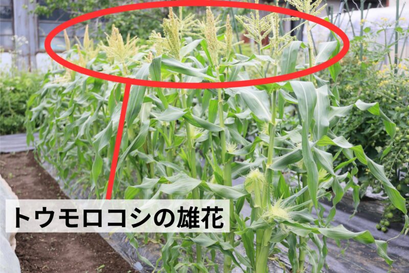 トウモロコシの雄花