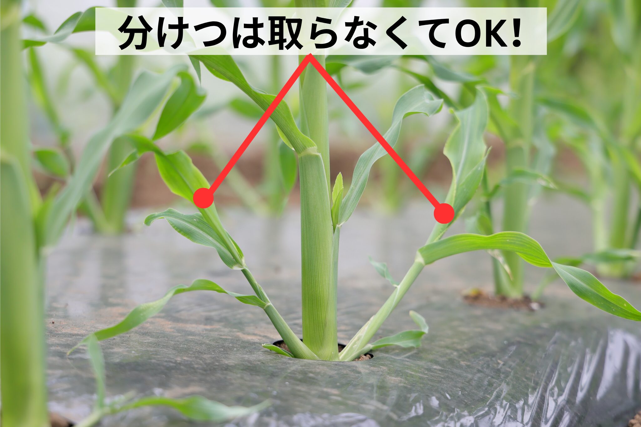 分欠は取らなくてOK
