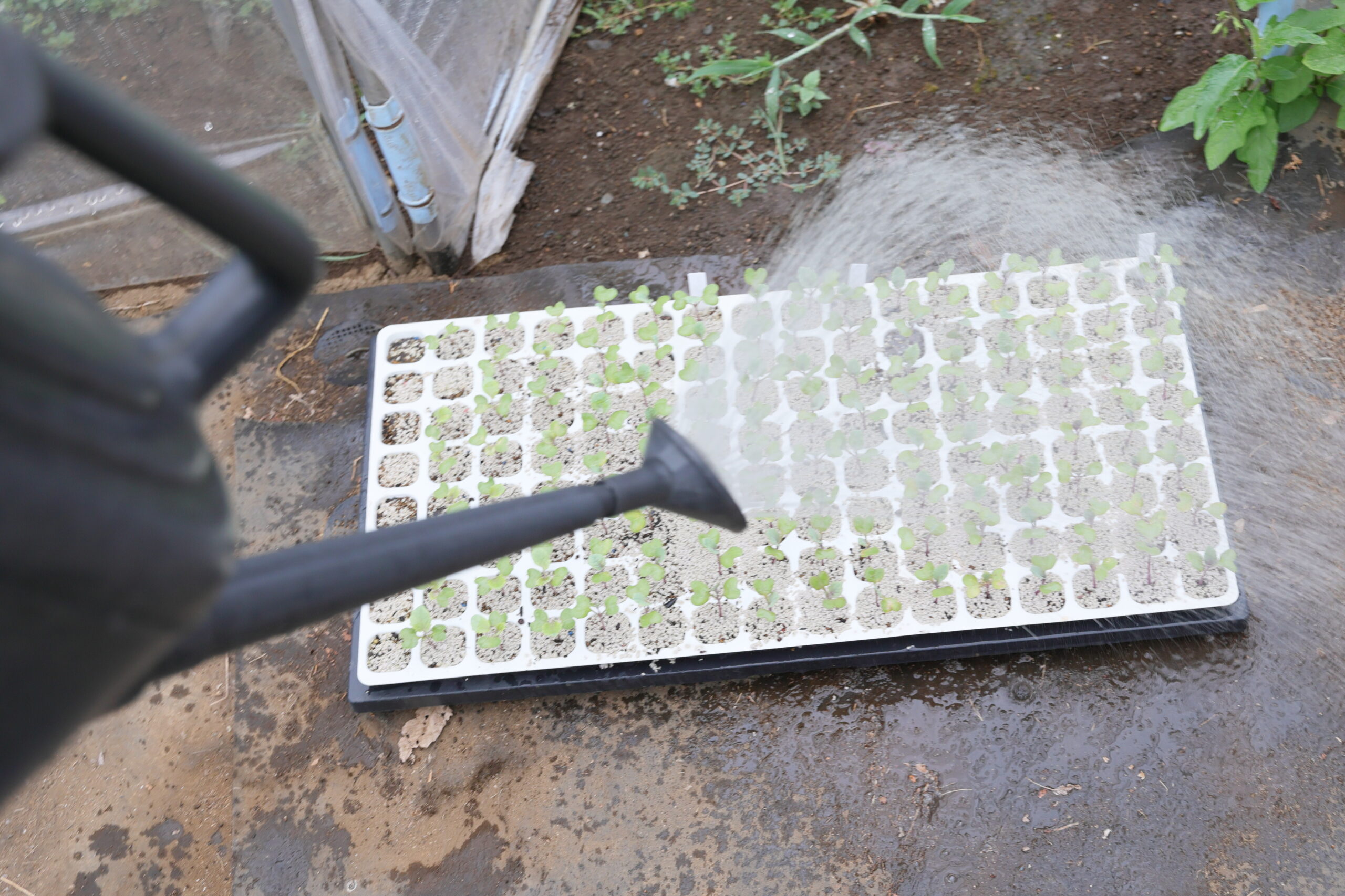 プレバソンは水やり感覚で使える