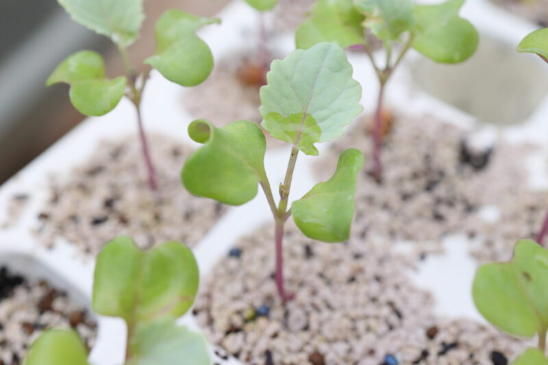 本葉２～３枚ほどになったら植え付け適期