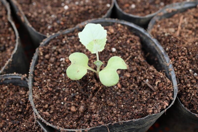 本葉１～２枚の頃に、成長の良い株を１本残して残りを間引く