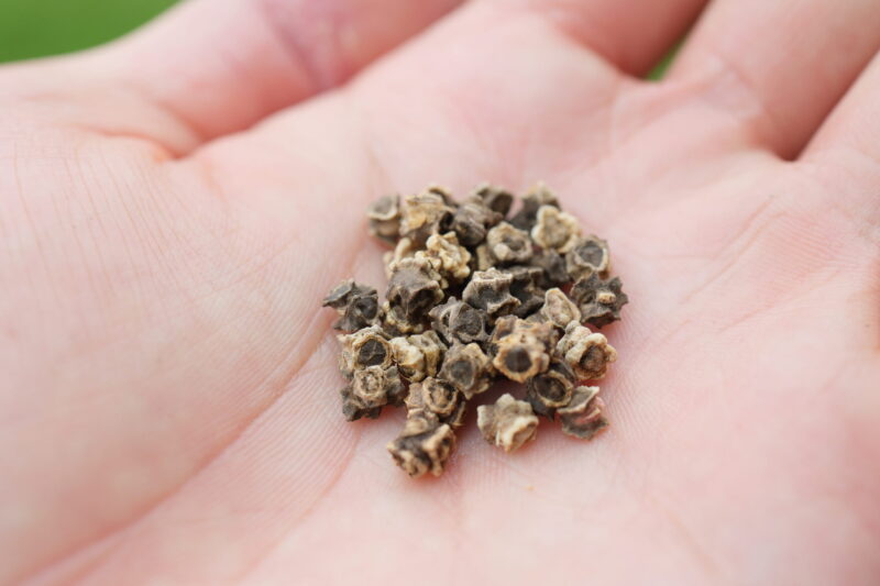 スイスチャードの種