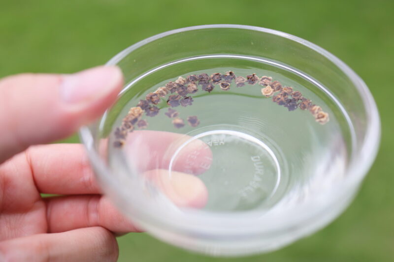 スイスチャードの種は堅いので一晩水につける