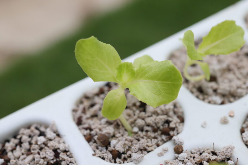 本葉２～３枚で植え付け適期