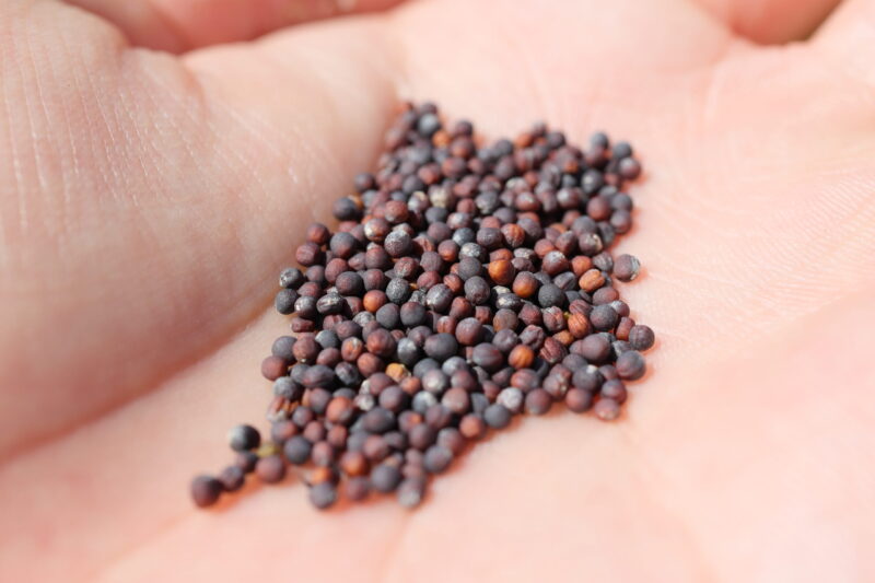 パクチョイの種