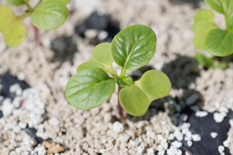 本葉２～３枚ほどになったら植え付け適期