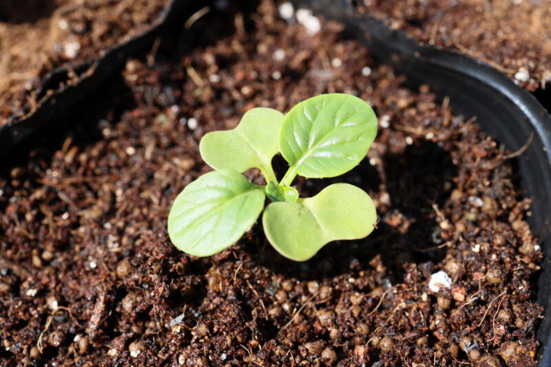 本葉１～２枚の頃に、成長の良い株を１本残して残りを間引く