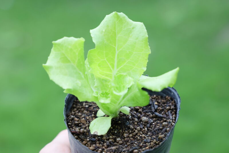 本葉４～６枚で植え付け適期