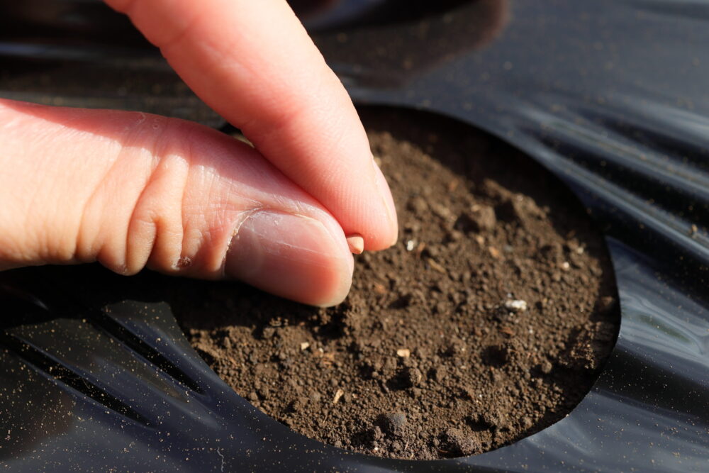フロンサイド粉剤を撒いた後に種まき・植え付けする
