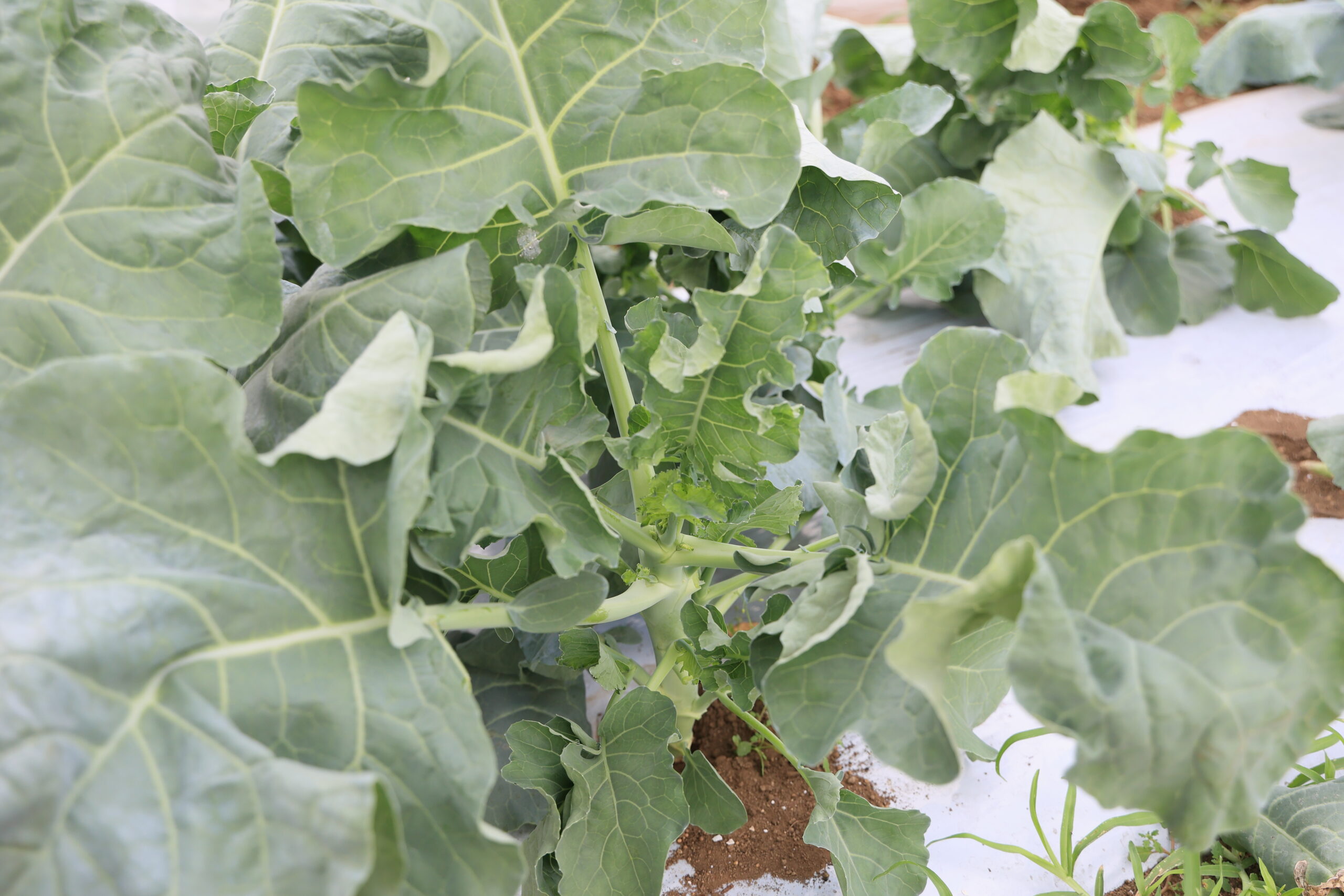 スティックセニョールは病害虫が発生しやすい