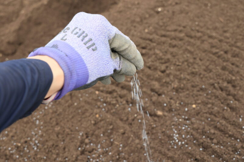 畝に粒剤を散布する