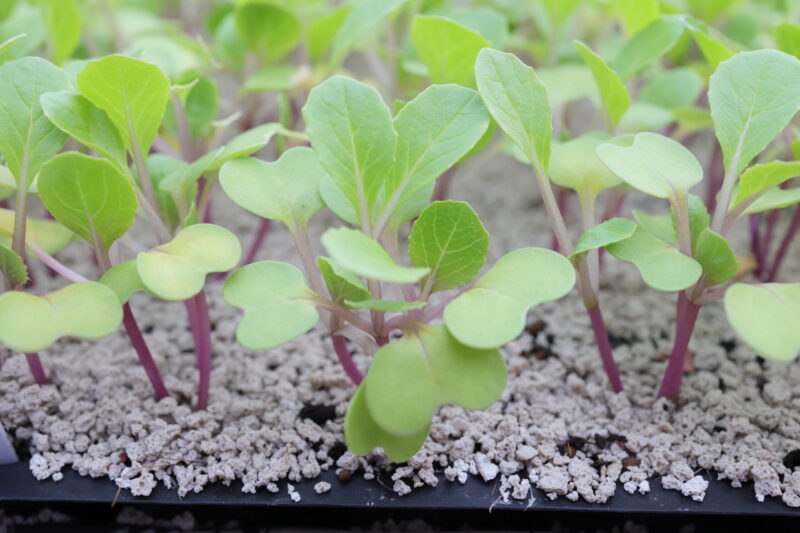 本葉２～３枚ほどになったら植え付け適期