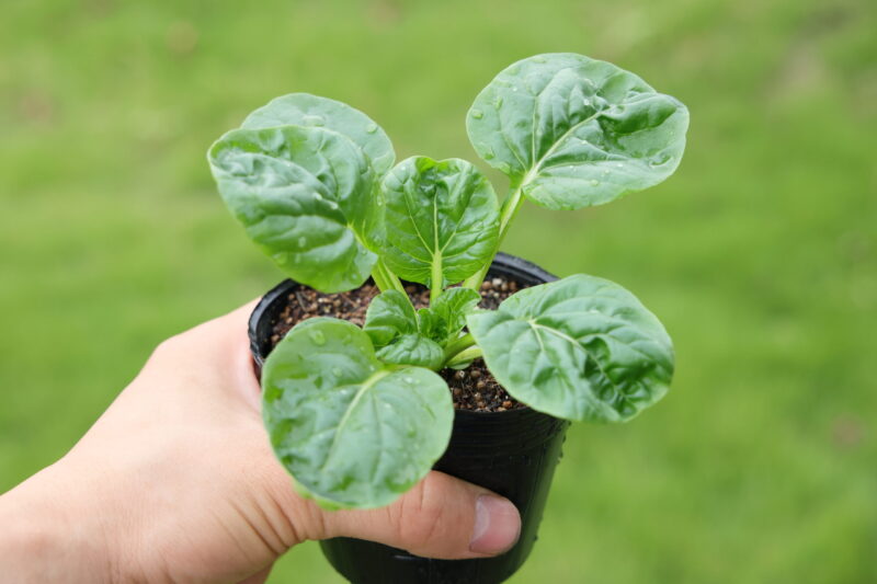 本葉５～６枚になったら植え付け適期