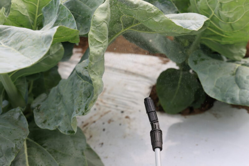 葉の裏面にもしっかり散布する