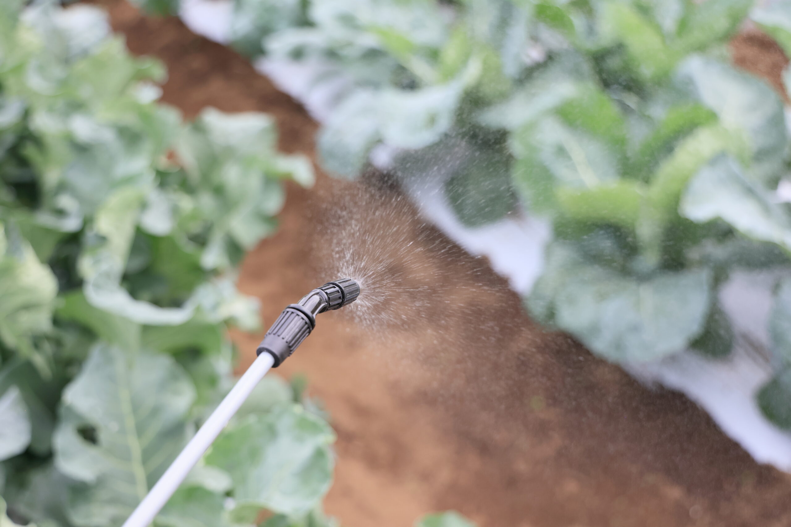 防除したい野菜に散布する