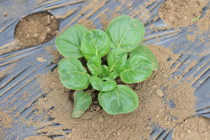 活着したターサイ苗