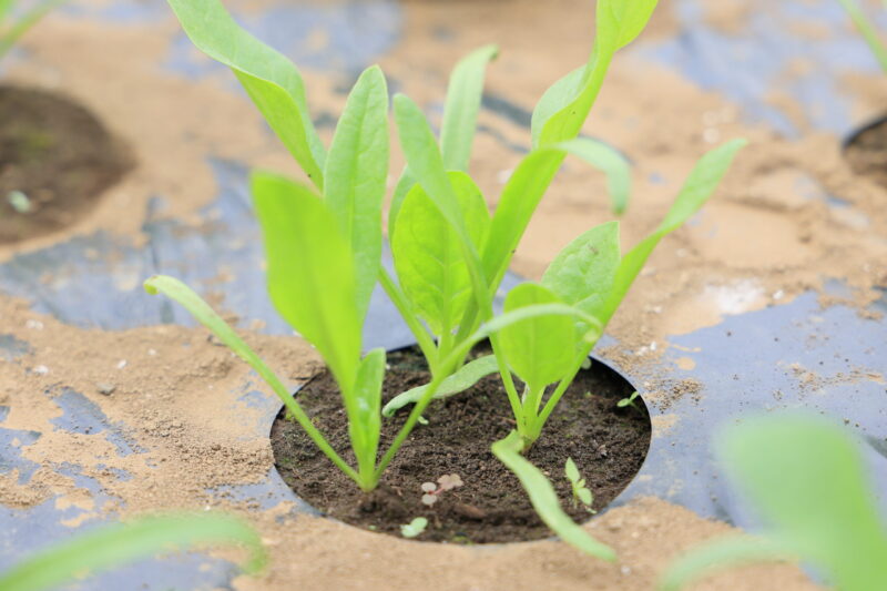 ほうれん草は病気が発生しやすい