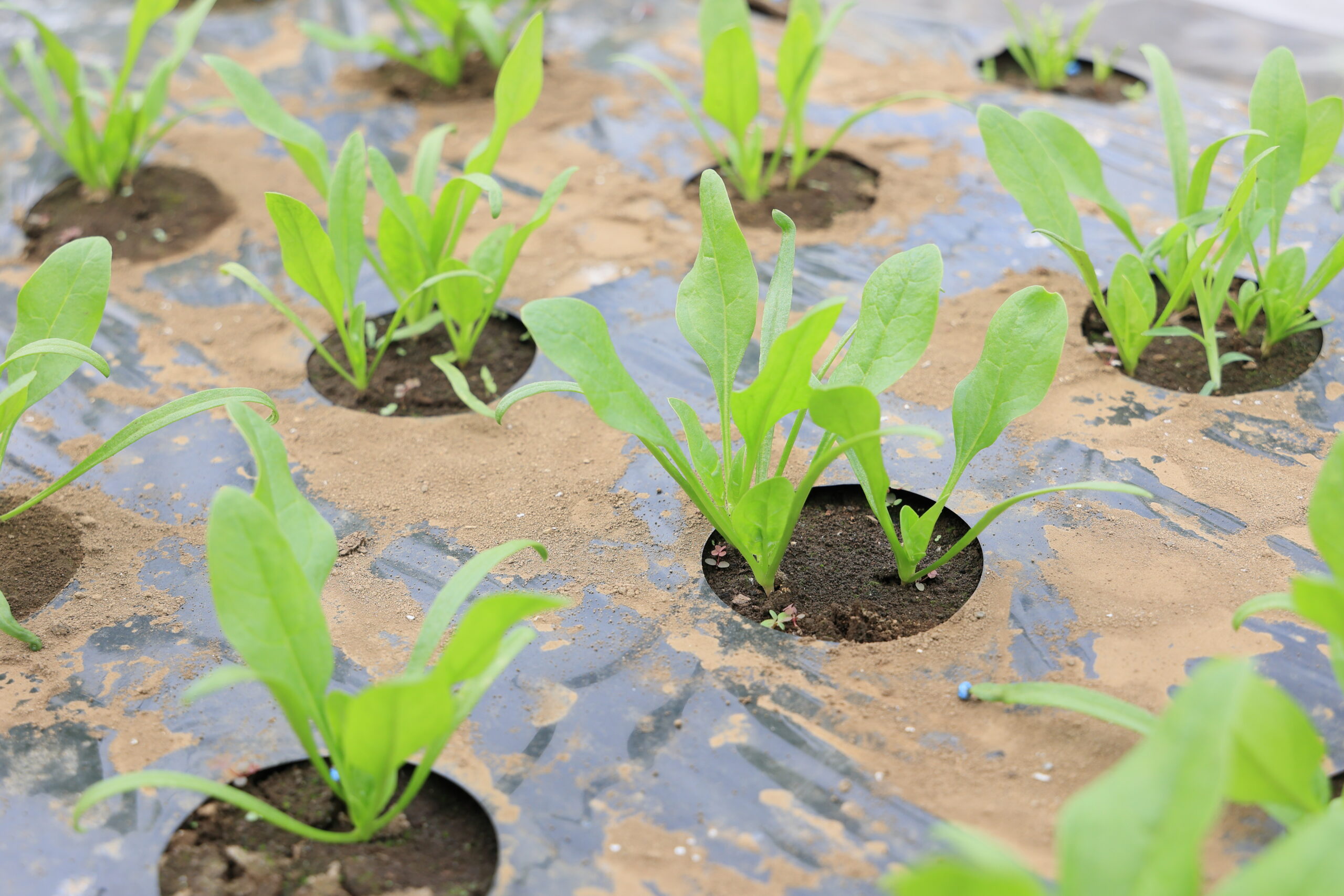 ほうれん草は病害虫が発生しやすいので、早め早めに対策する