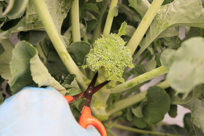 ハサミで先端の花蕾を摘芯する