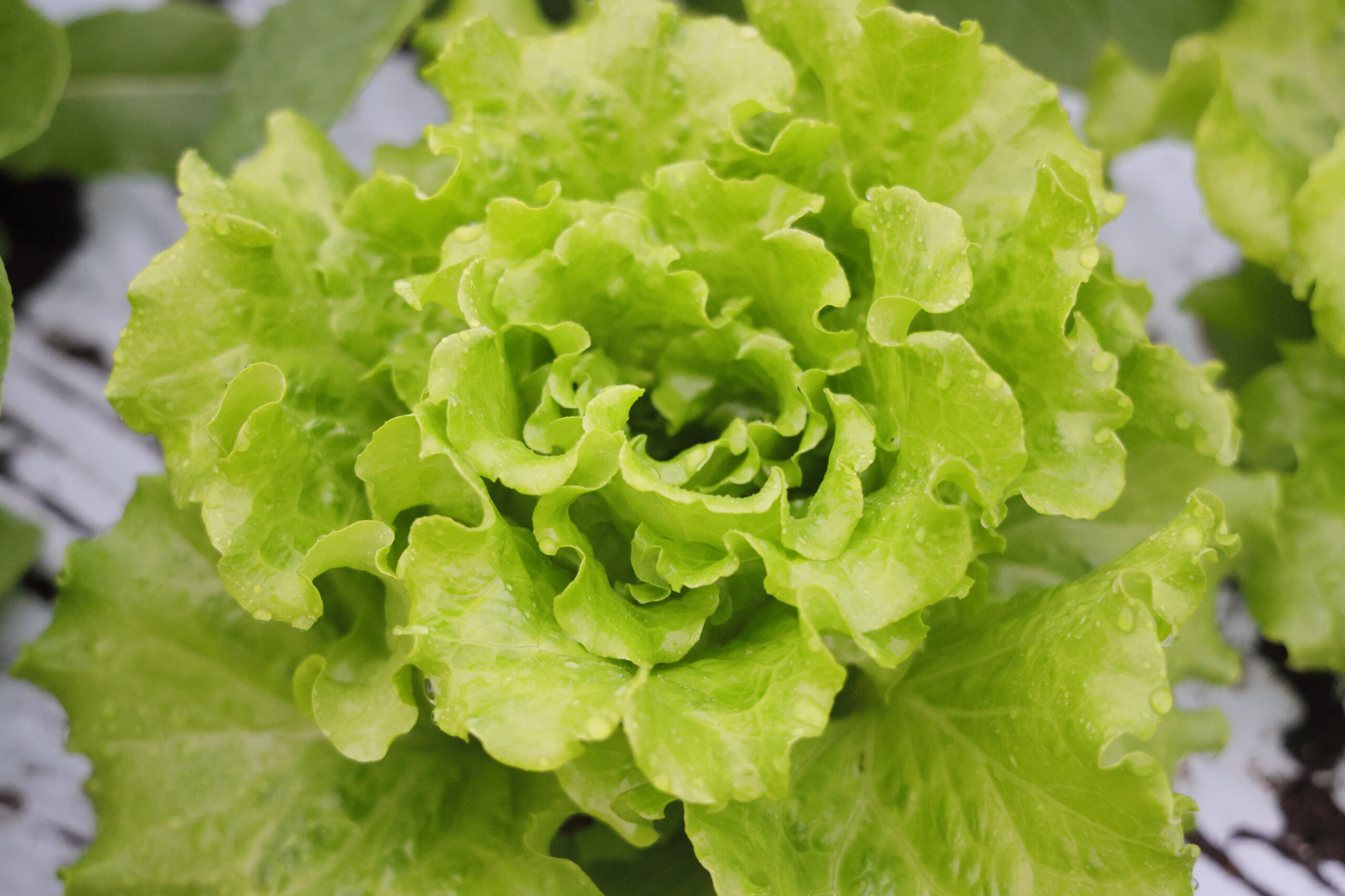 美味タスは苦味が少なく美味しい