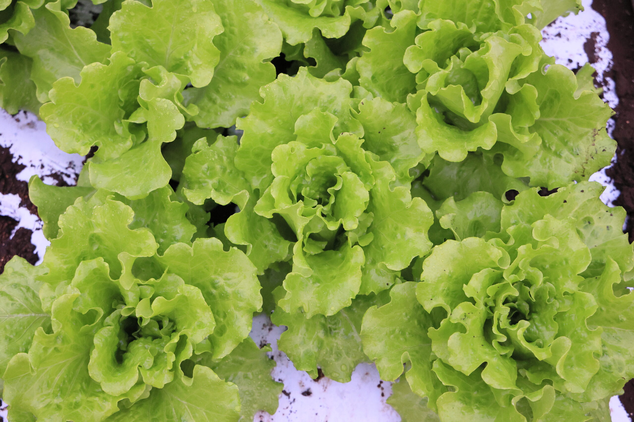 美味タスの小株どり