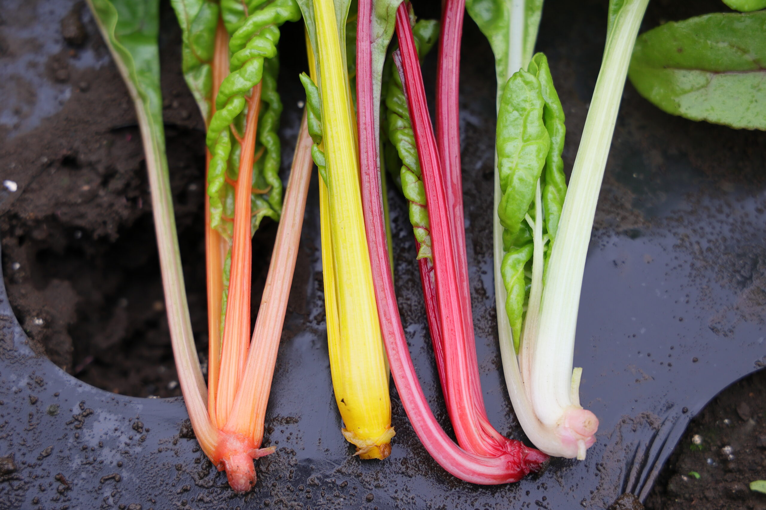 スイスチャードはカラフルで綺麗