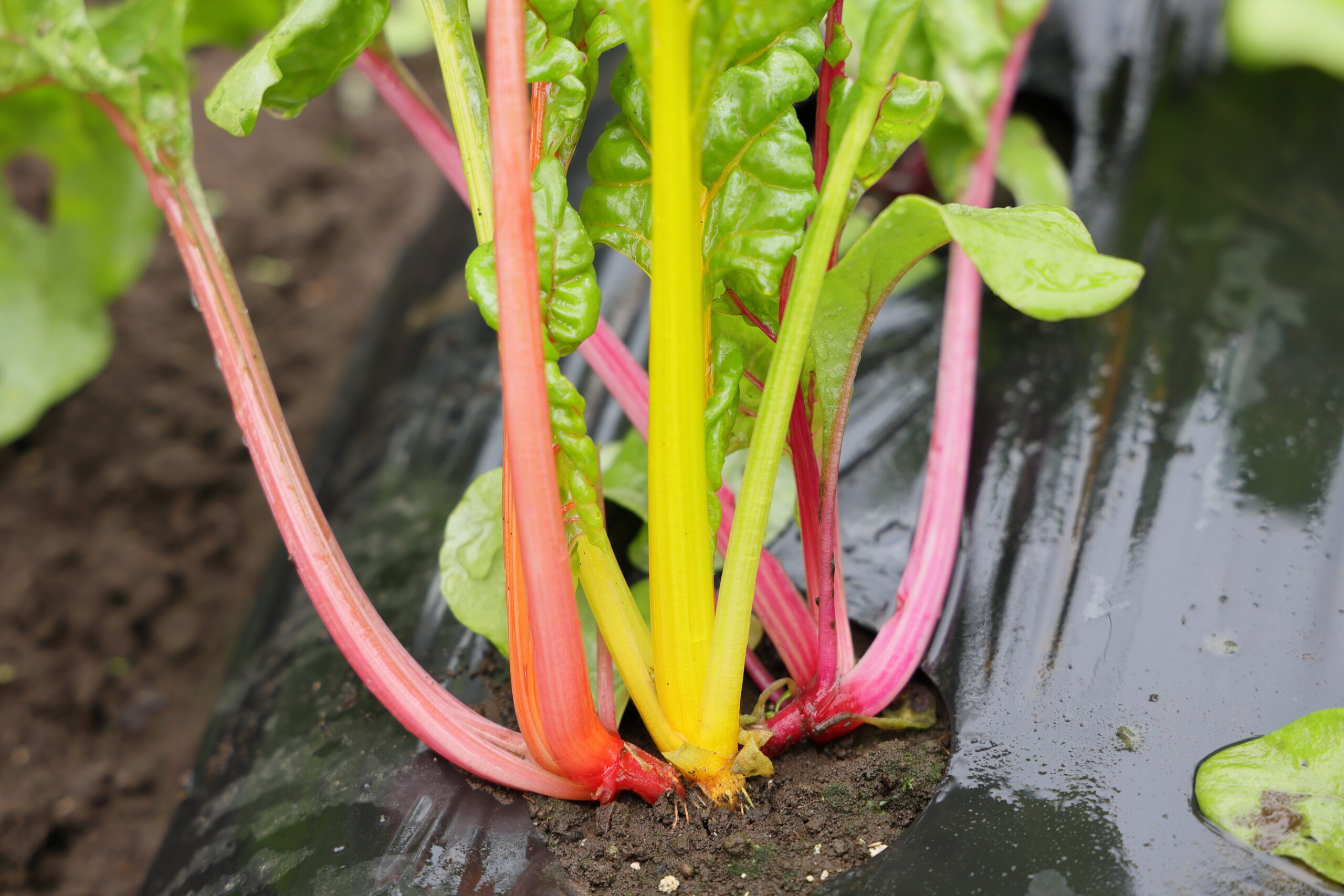 スイスチャードは病害虫に強い
