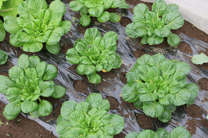 成長中のターサイ