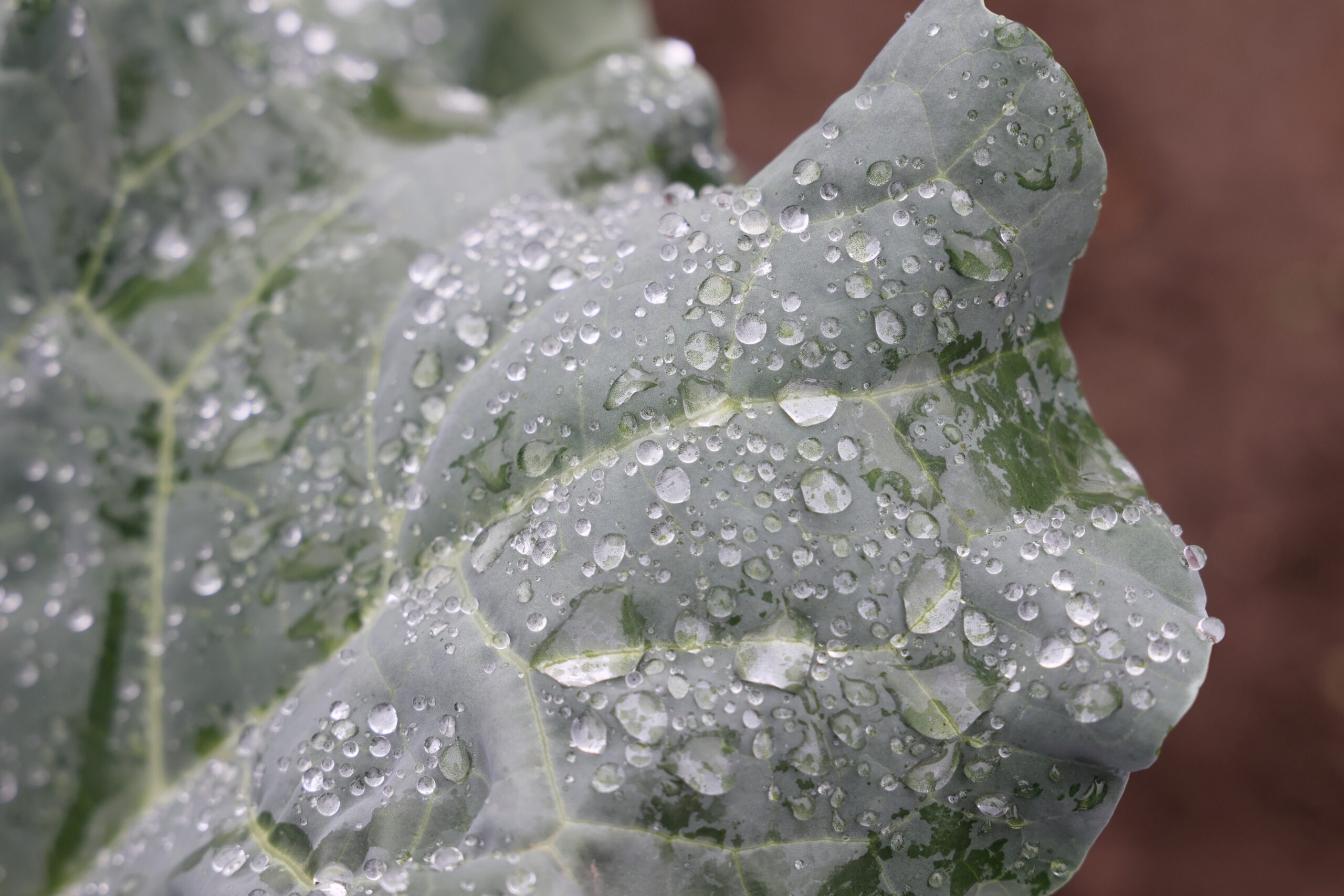 植物や害虫の表面は水をはじきやすい