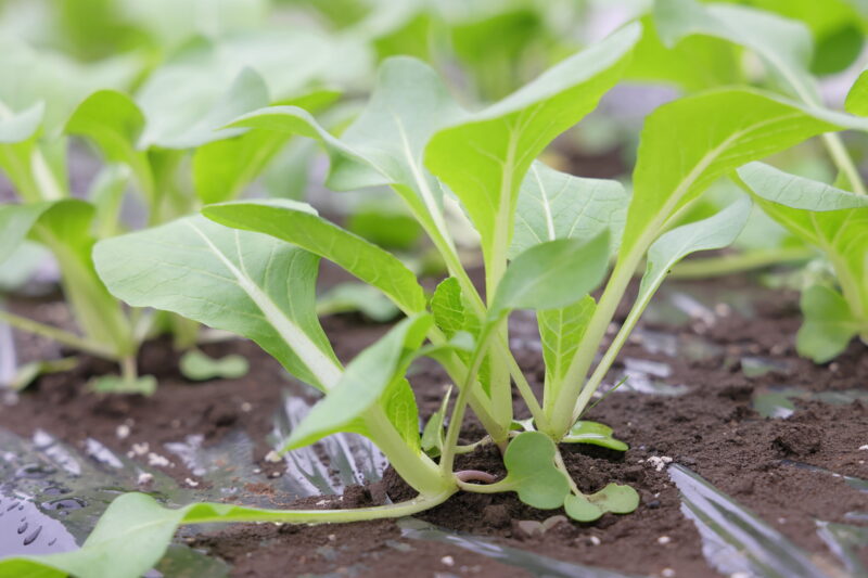 成長中のパクチョイ